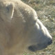 Assiniboine Zoo - Polar Bears