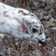 Ptarmigan